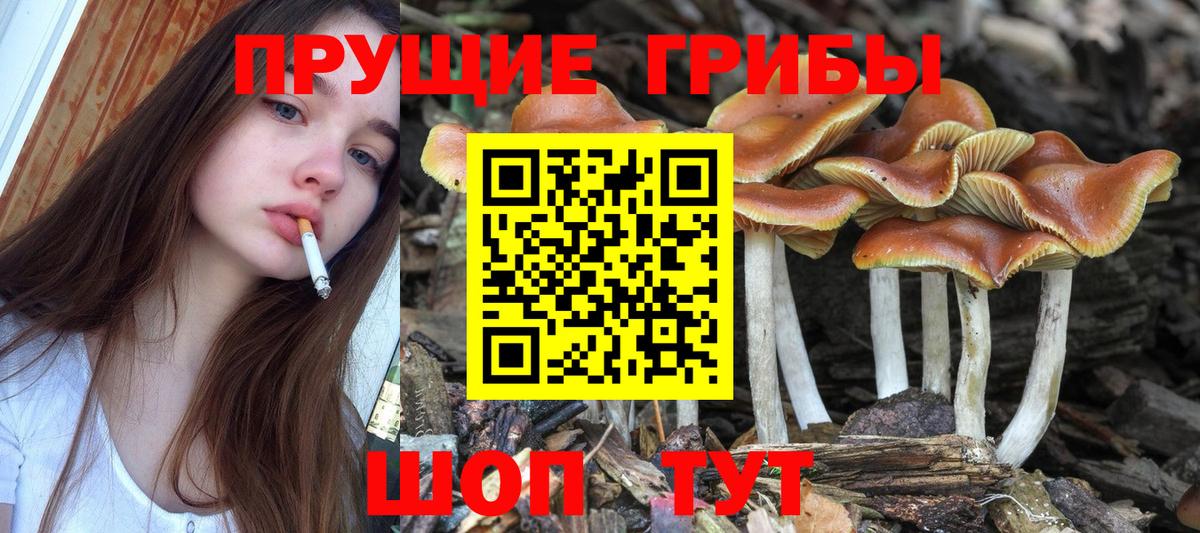 Галлюциногенные грибы Psilocybe Калининград